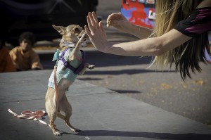 A high five from a 2014 contestant in the Spooky Pooch Parade.
